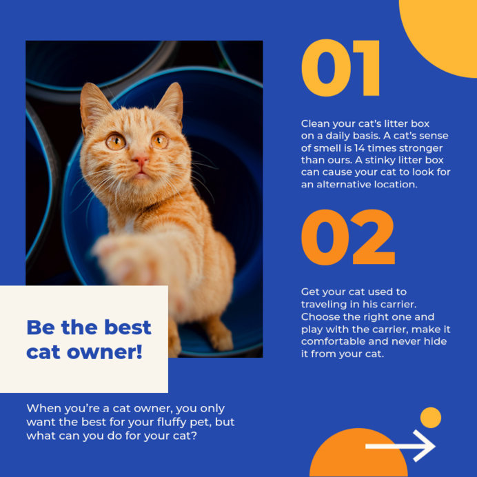 Placeit Instagram Post Maker Featuring Tips for Beginner Cat Owners