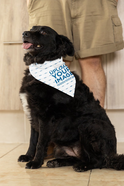 Sublimated Pet Bandana Mockup Featuring a Dog Sitting by His Owner m30072